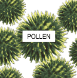 Example of Pollen enlarged.